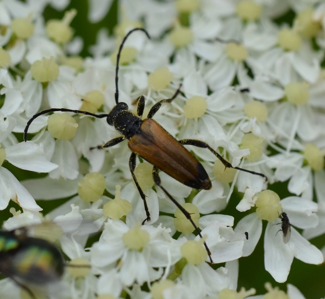 Cerambycidae:  Anastrangalia sanguinolenta,  maschio
